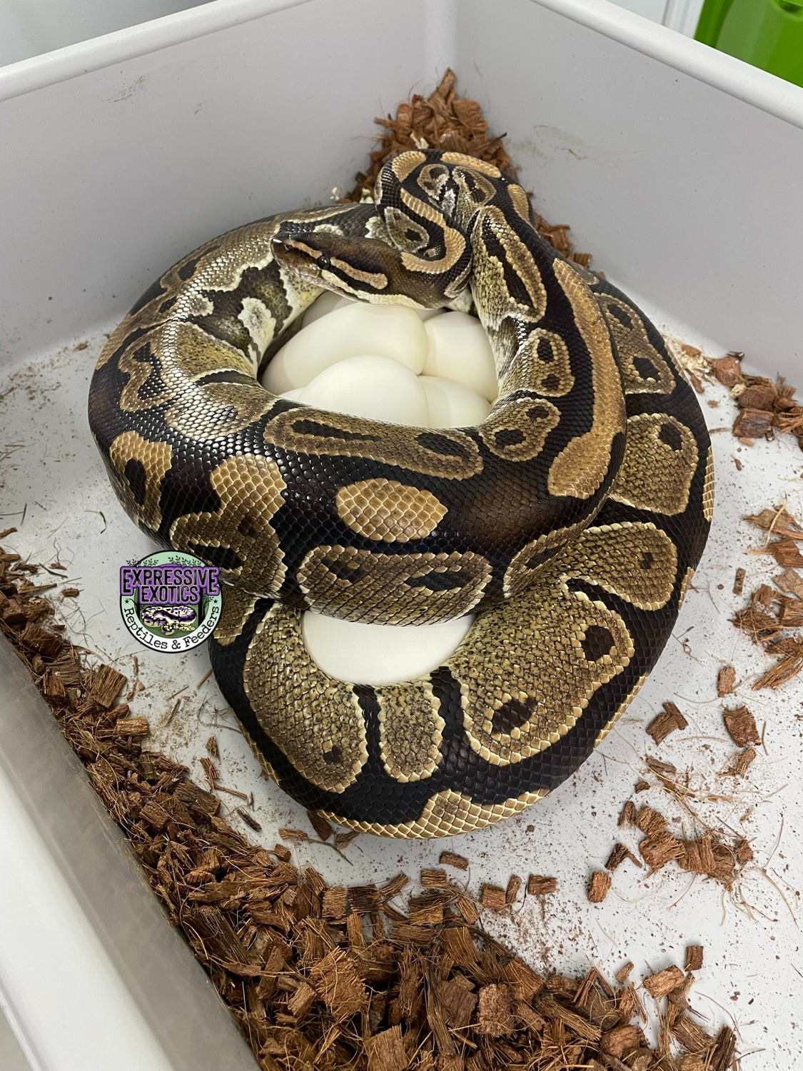 Ball python clutch 2022 12 by expressive exotics reptiles feeders