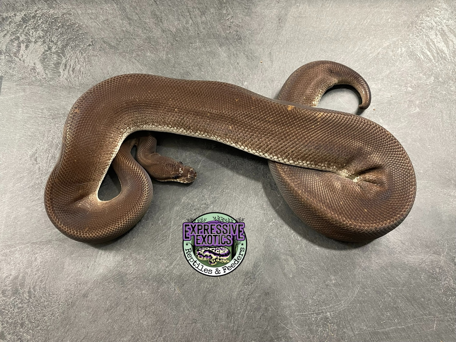 Super Cinnamon Ball Python by Expressive Exotics Reptiles & Feeders ...