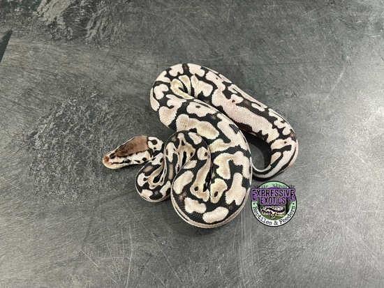 Pastel VPI Axanthic Puzzle Ball Python by Expressive Exotics Reptiles ...