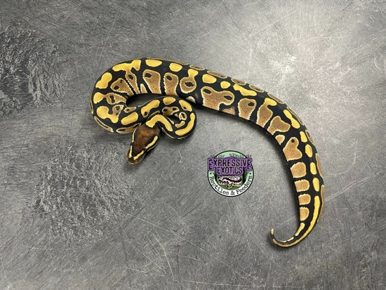 100% Het Desert Ghost 66% Het Piebald Ball Python by Expressive Exotics ...
