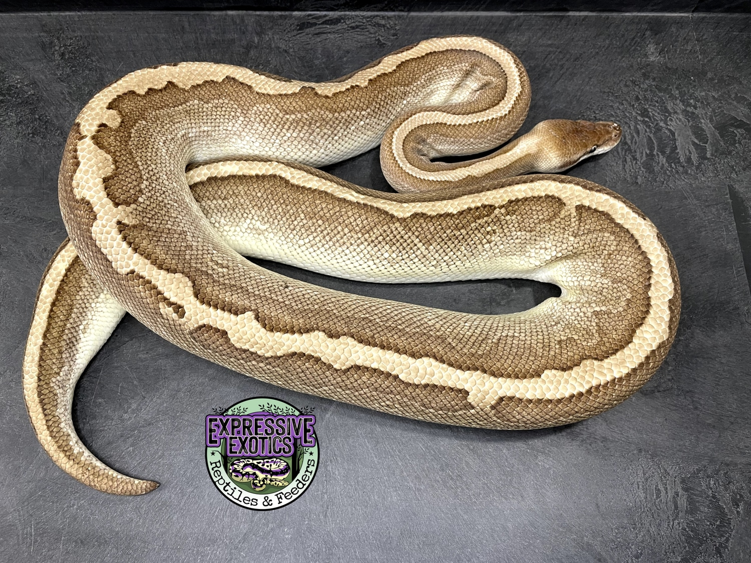 Cinnamon Pinstripe Lesser - Proven Breeder Ball Python by Expressive ...