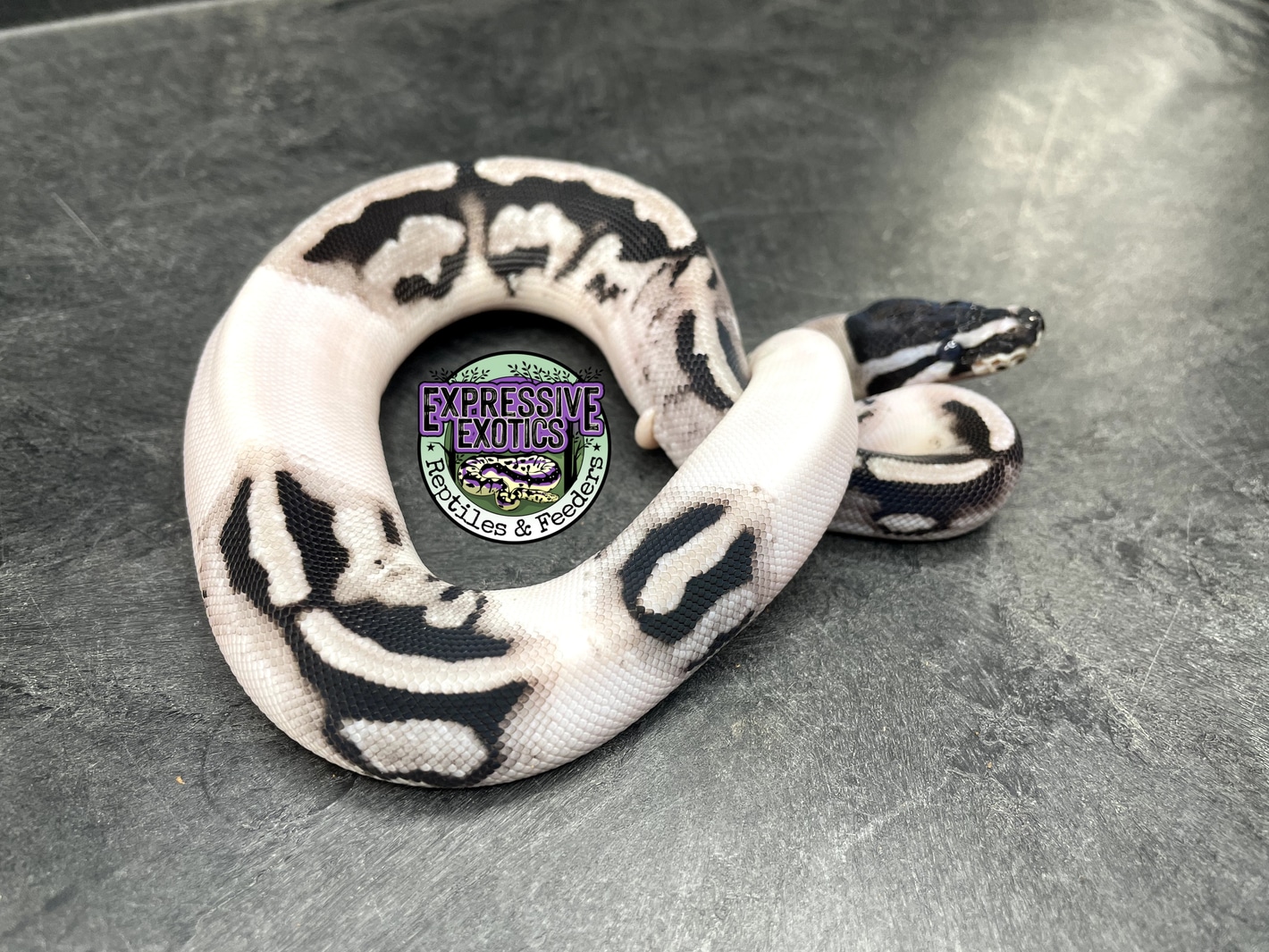 VPI Axanthic Piebald Poss Red Gene 66% Het Lavender Albino