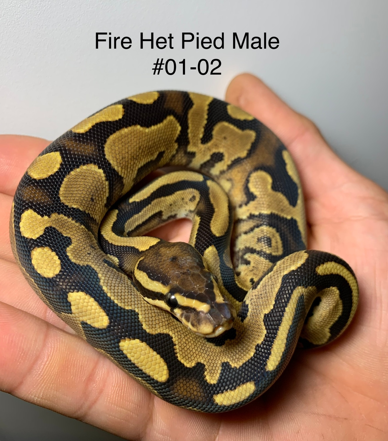 Fire 100% Het Piebald Ball Python by Nathan's Pythons - MorphMarket