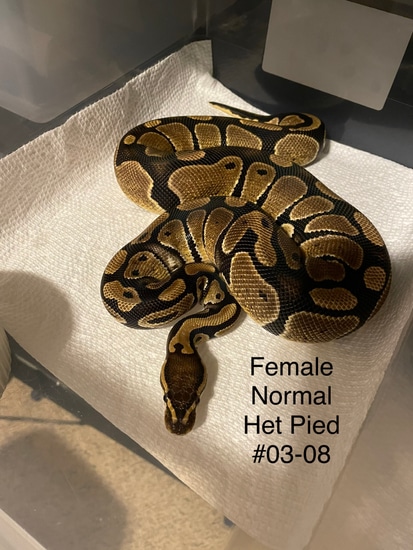 Normal 100% Het Piebald Ball Python by Nathan's Pythons