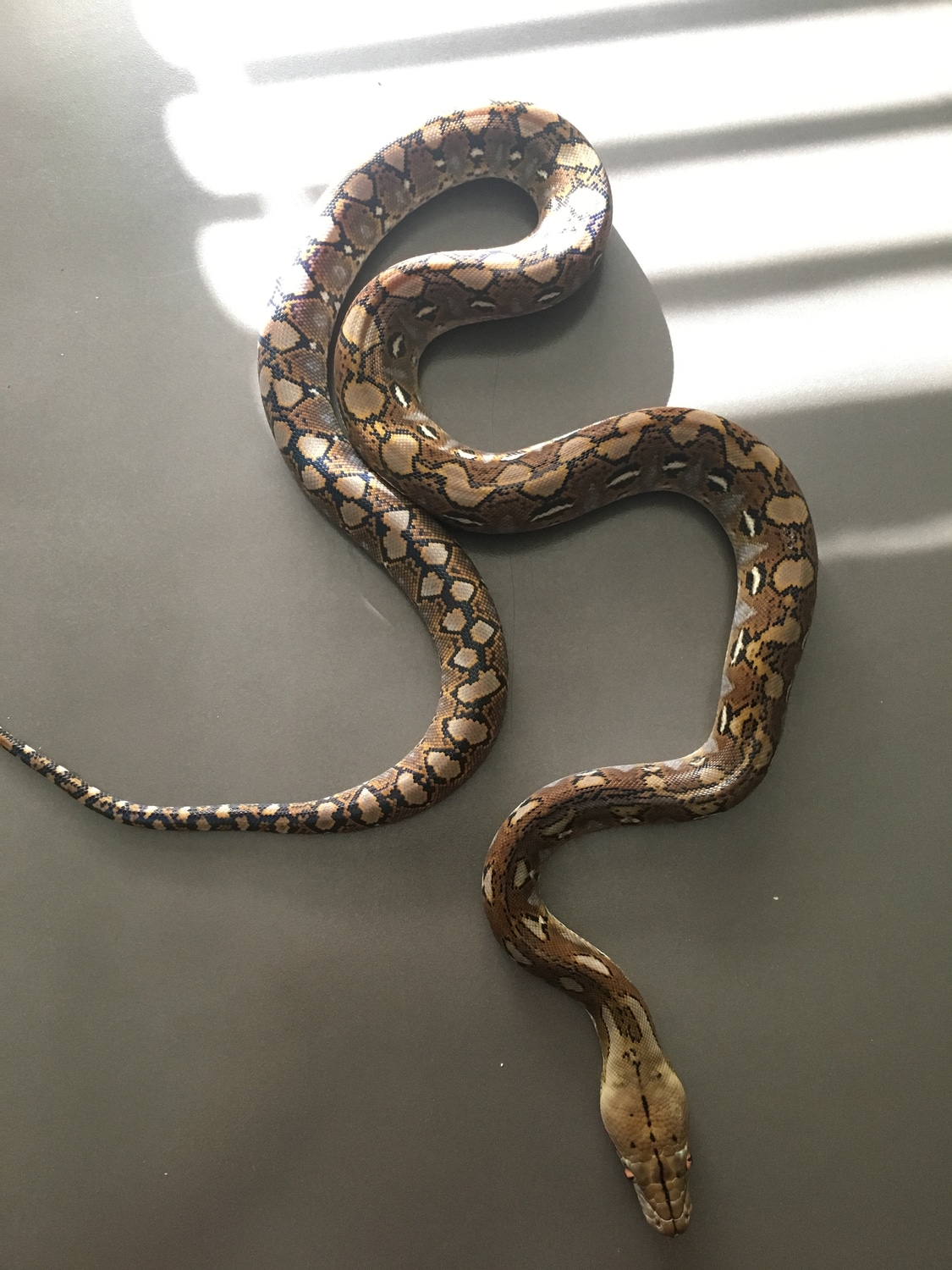 Super Dwarf Reticulated Python by Lovera Exotics - MorphMarket