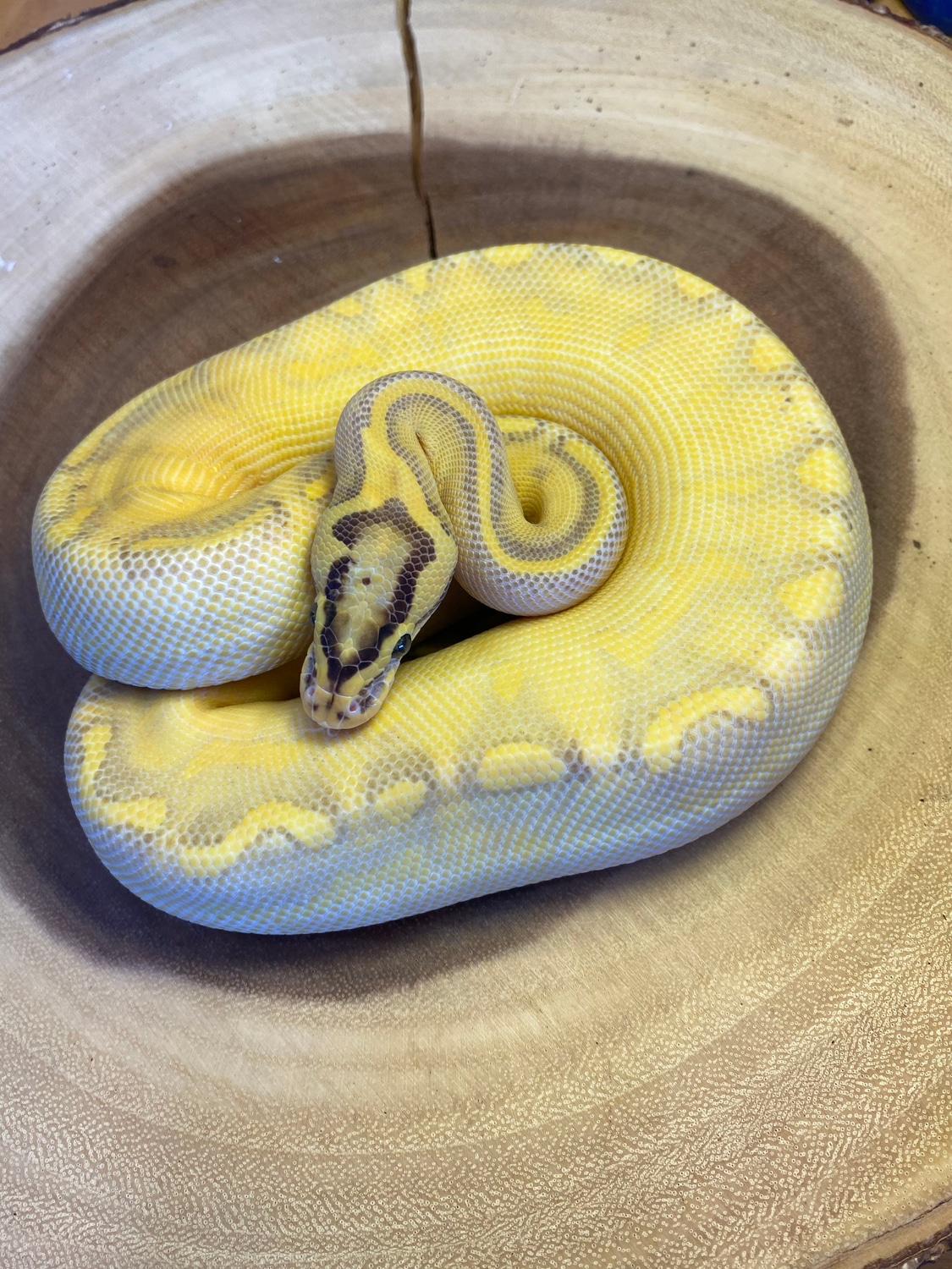 Pastel Enchi Highway Ball Python by Lovera Exotics MorphMarket