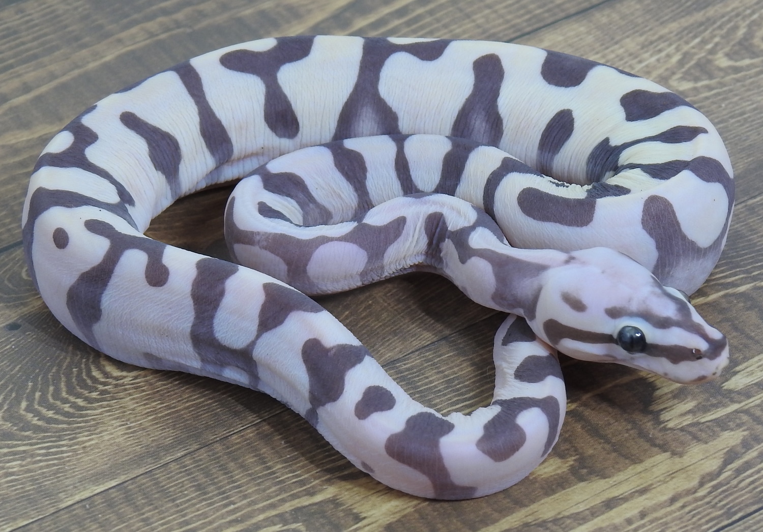 Superfly Scaleless Ball Python by Lovera Exotics - MorphMarket