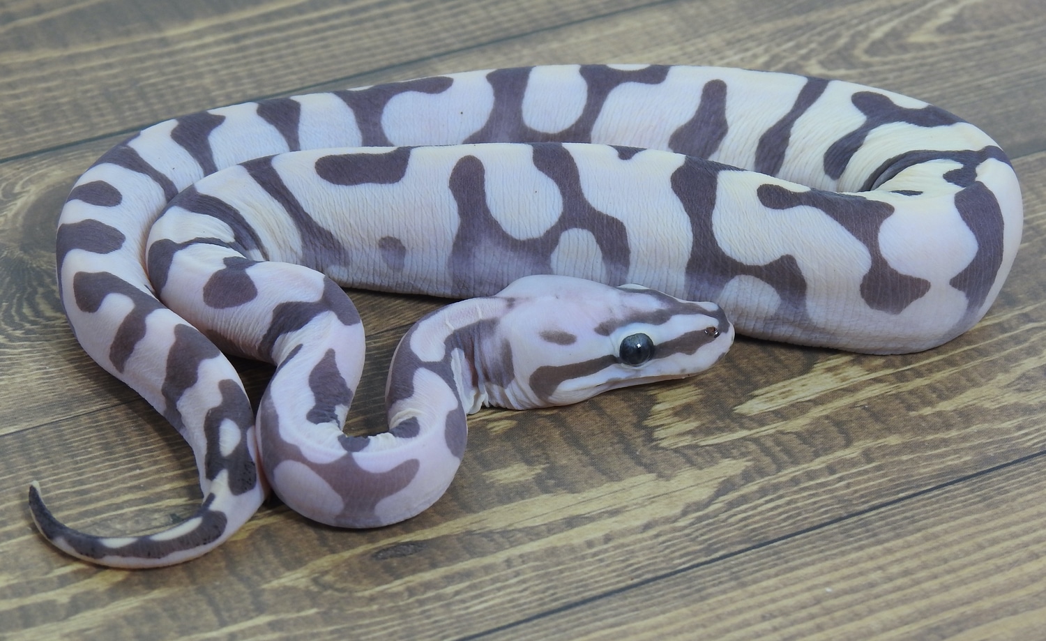 Superfly Scaleless Ball Python by Lovera Exotics - MorphMarket
