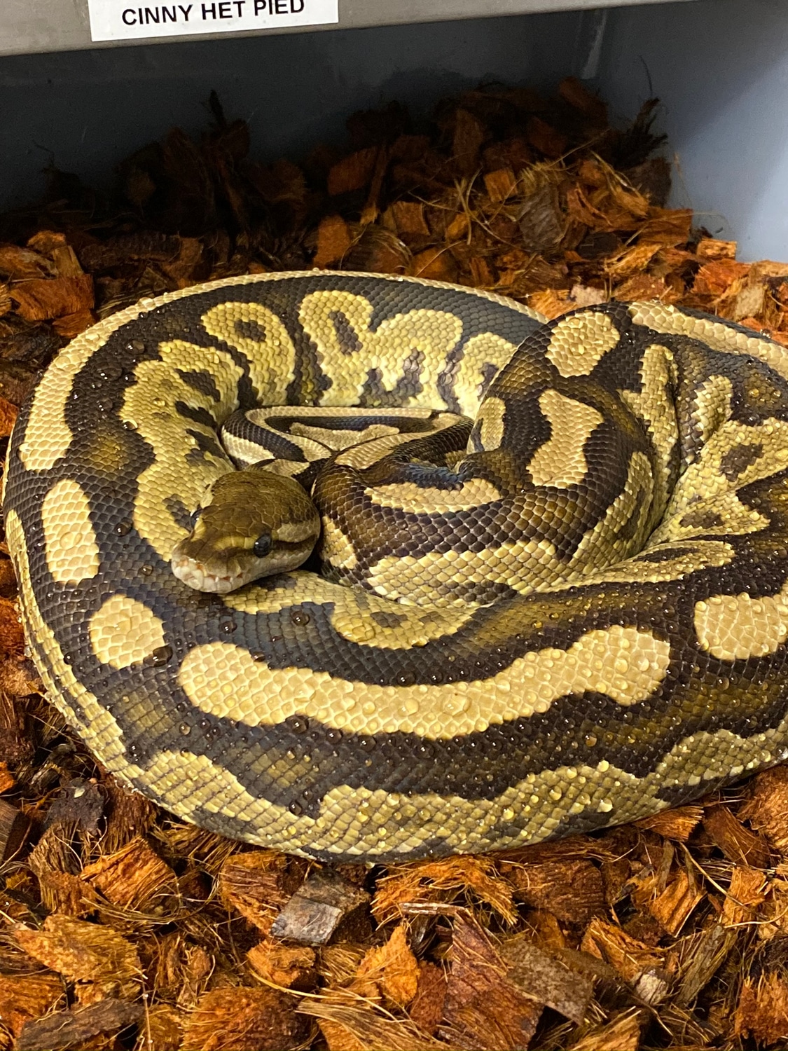 Cinnamon Het Pied Ball Python by Lovera Exotics - MorphMarket