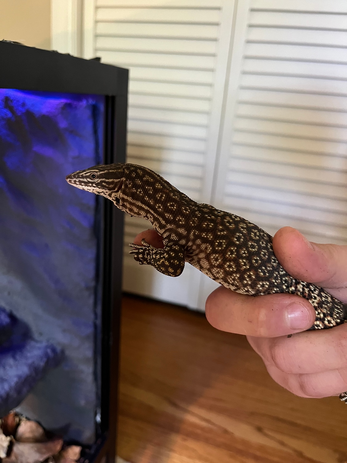 Red Ackie Monitor SpinyTailed Monitor by Nicks exotics MorphMarket
