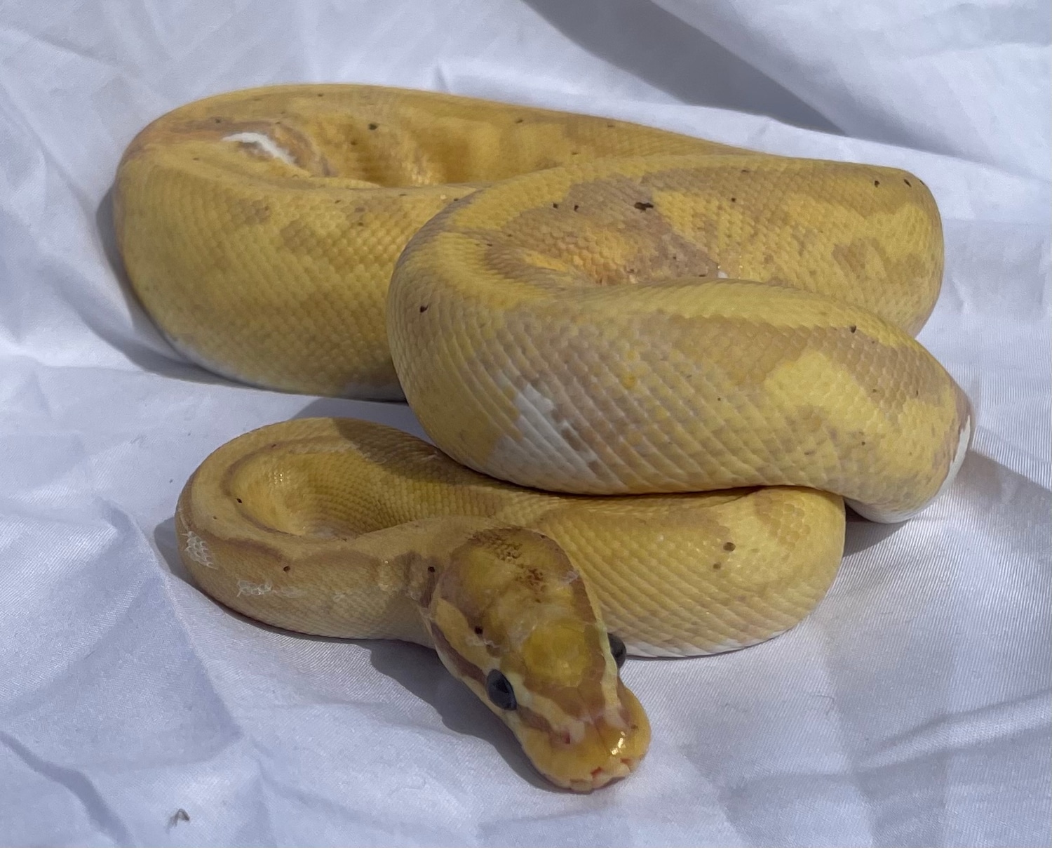 Banana Pied Ball Python by Green Dragon Exotics MorphMarket