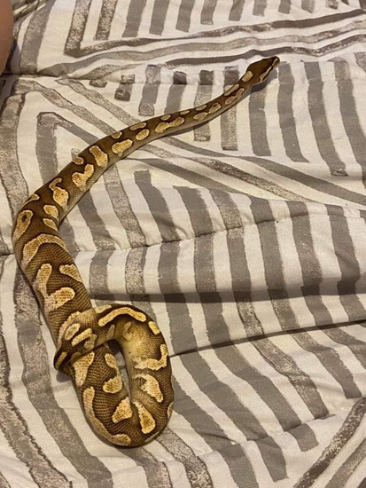 OD Butter Sugar Ball Python by Steve’s exotics