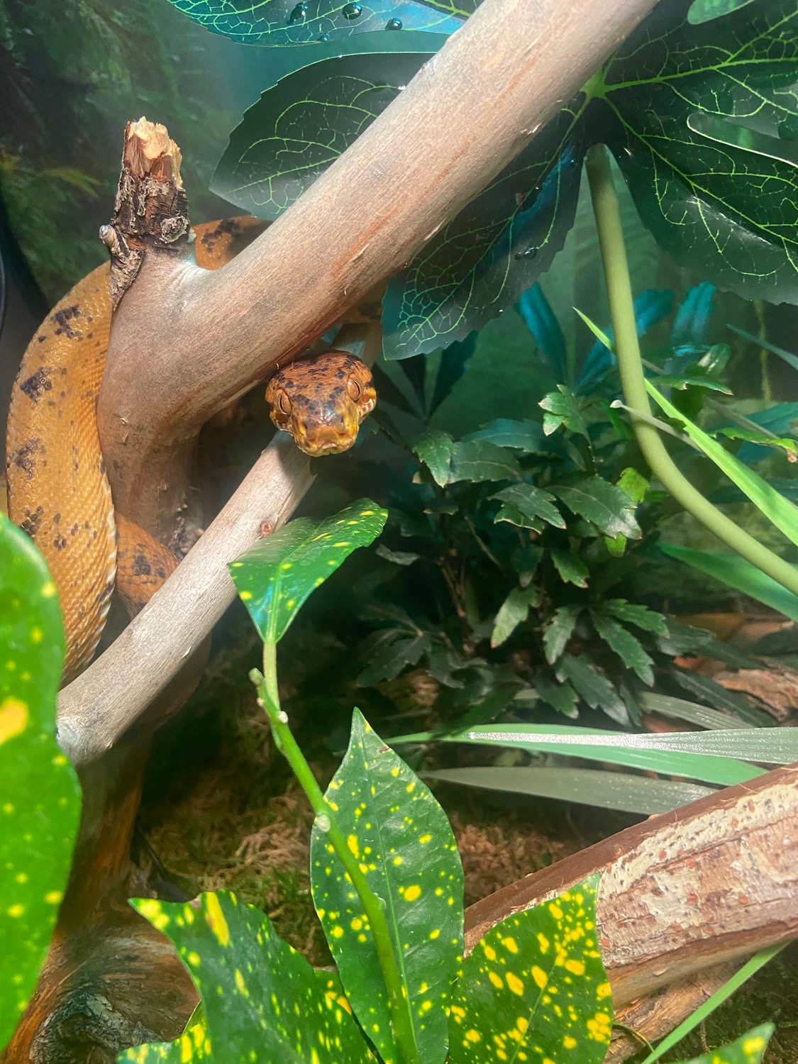 Beautiful USCB Amazon Tree Boa by Steve’s exotics MorphMarket