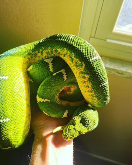 Proven Female Emerald Green Tree Python by Steve’s exotics