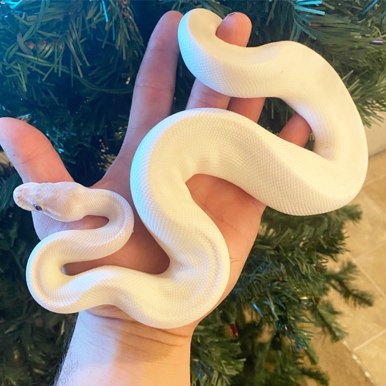 Blue Eyed Lucy Het Ghost Ball Python by Noah’s Ark Reptiles