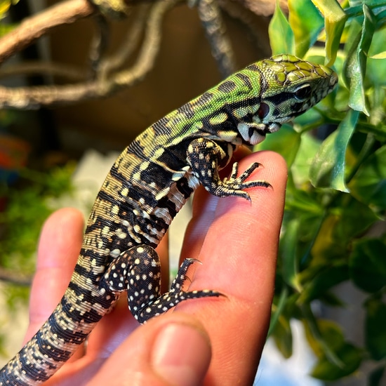 Argentine Black And White Tegu 2 Argentine Tegus by Noah’s Ark Reptiles