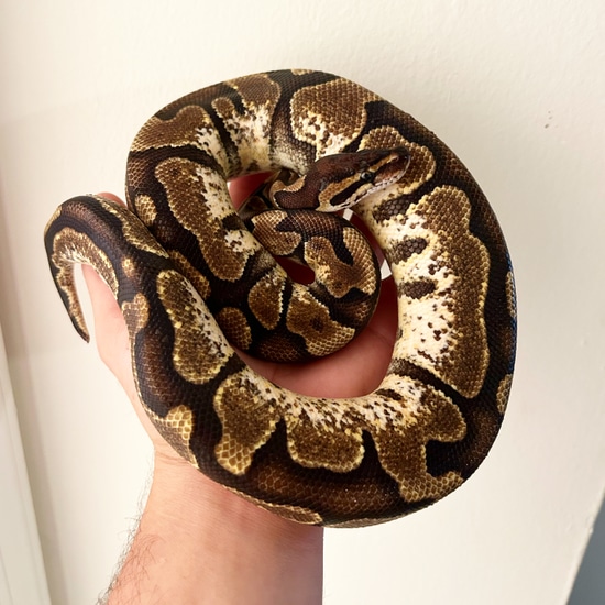 Enchi Calico Ball Python by Noah’s Ark Reptiles