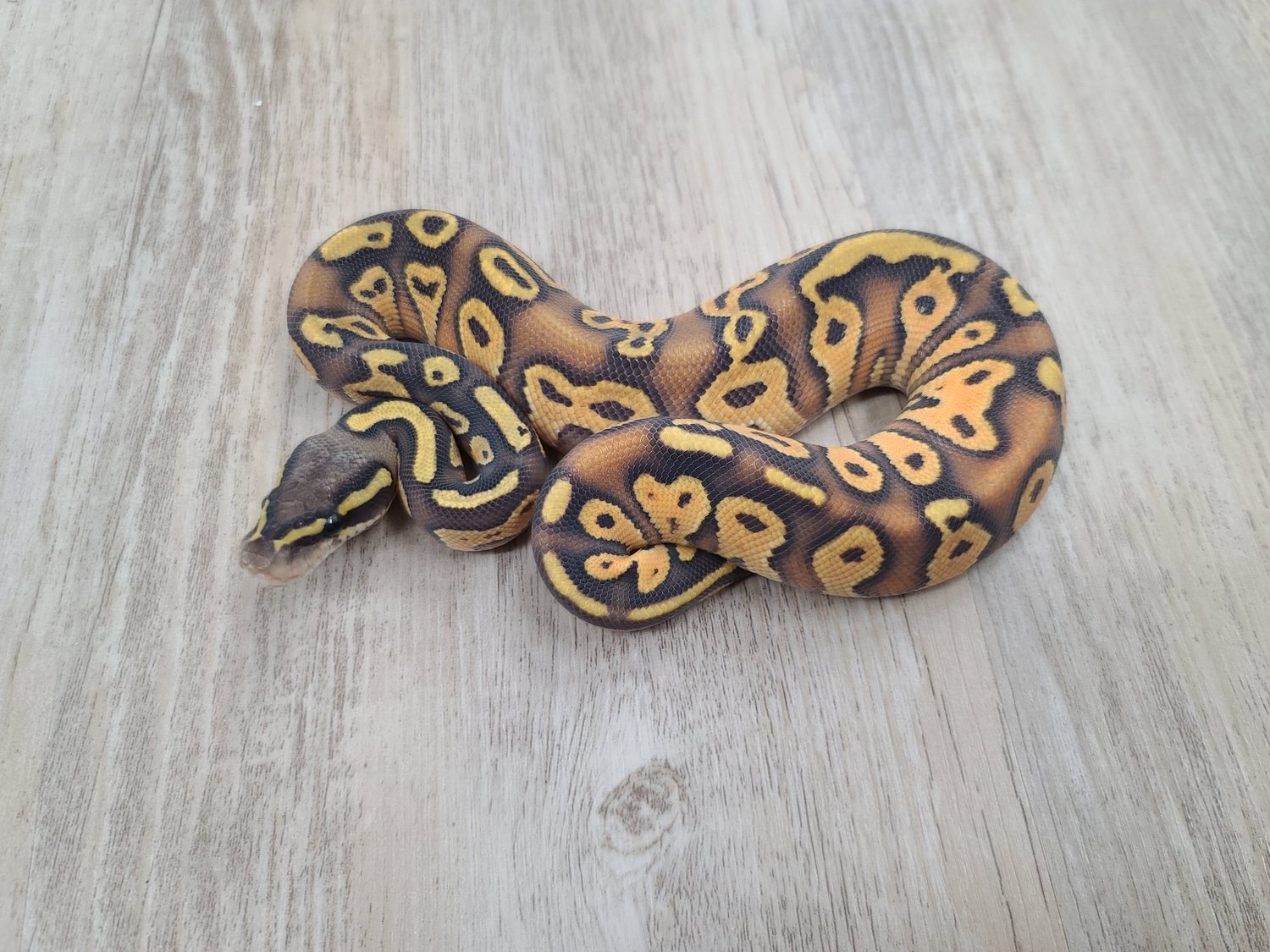 Enchi Pastel Blackhead Hypo Ball Python by Noble Reptiles MorphMarket