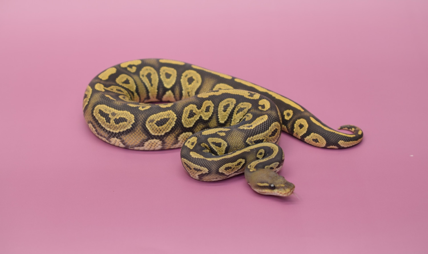 Blackhead Hypo Ball Python by Noble Reptiles MorphMarket