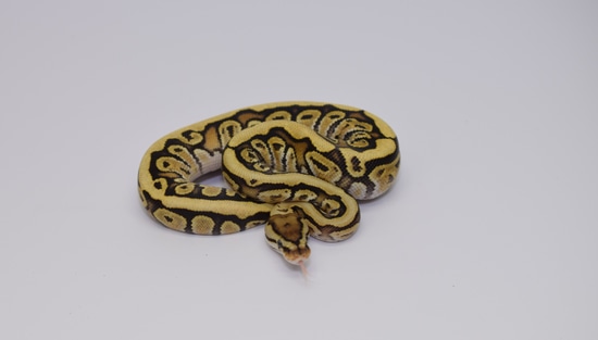 Hidden Gene Woma Fire Het Clown Ball Python by Noble Reptiles