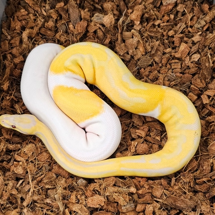 Lavender Albino Pied Het Vpi Axanthic Ball Python