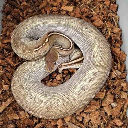Super Black Head Lesser Red Gene Ringer Gene Het Hypo Ball Python