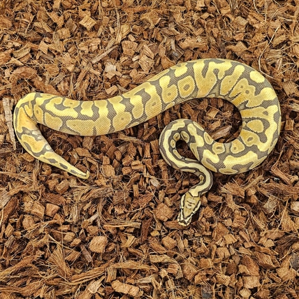 Spotnose Enchi Hypo Het Clown Ball Python