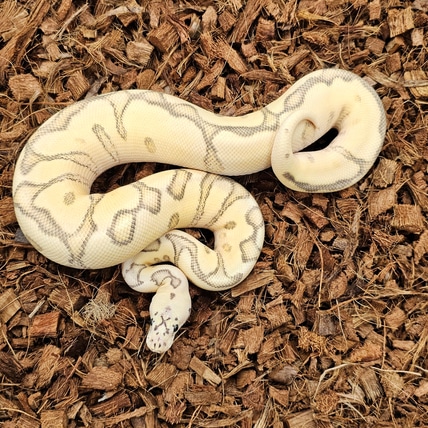 Spotnose Enchi Firefly Hypo Clown Ball Python