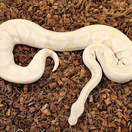 Blackhead Lavender Pos Red Gene Ball Python
