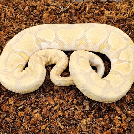 Lavender Pos Red Gene Pos Ringer Gene Ball Python