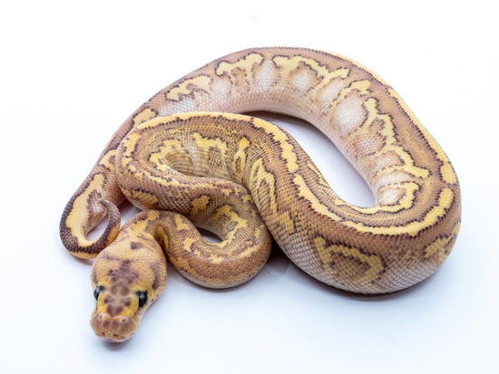 Stranger Fire Lesser Red Stripe Clown Ball Python by NoCo Exotics