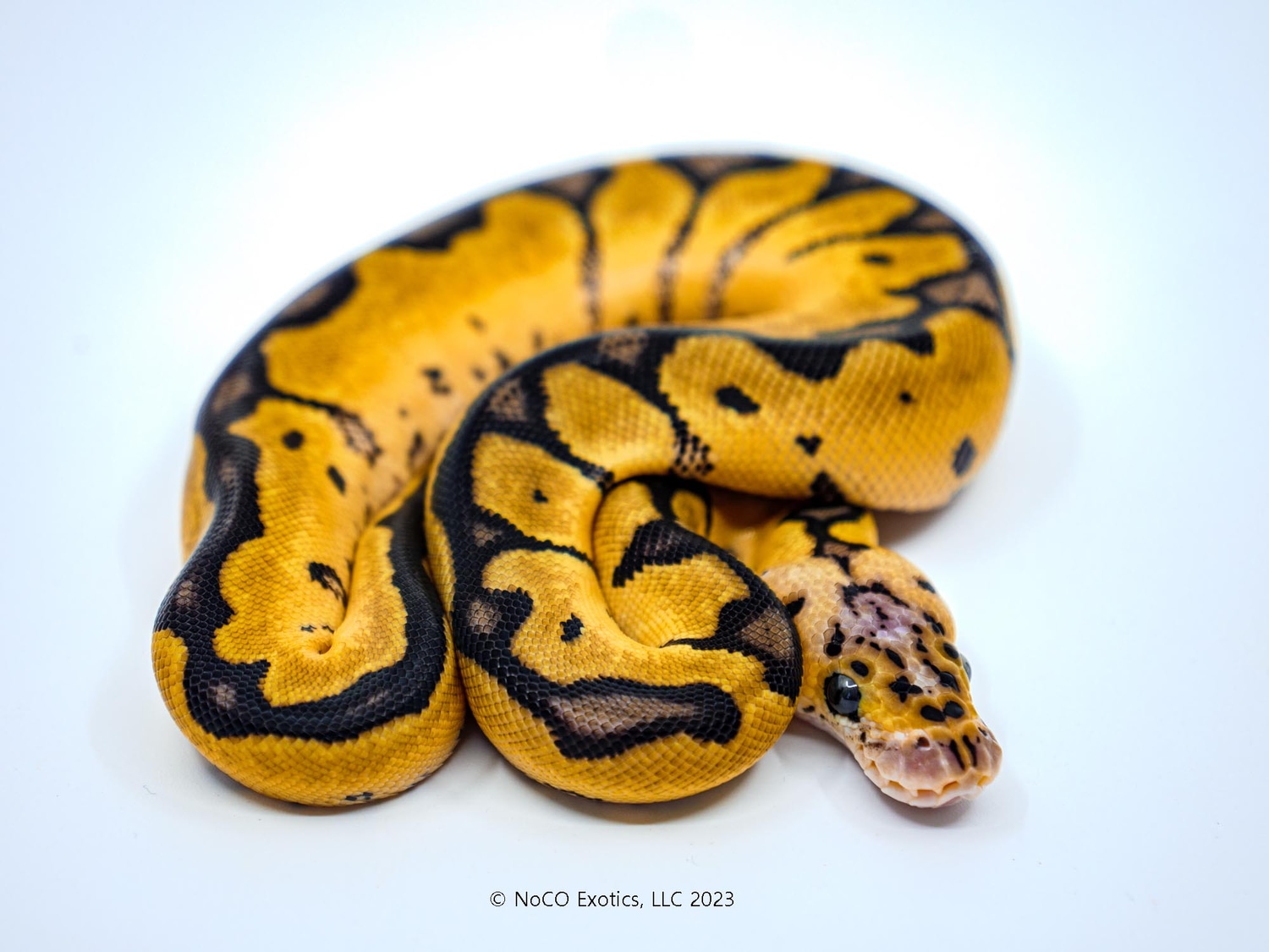 Pastel Clown Ball Python by NoCo Exotics - MorphMarket