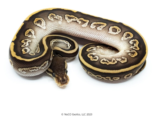 Black Pastel Yellow Belly Mojave Het Clown Ball Python by NoCo Exotics