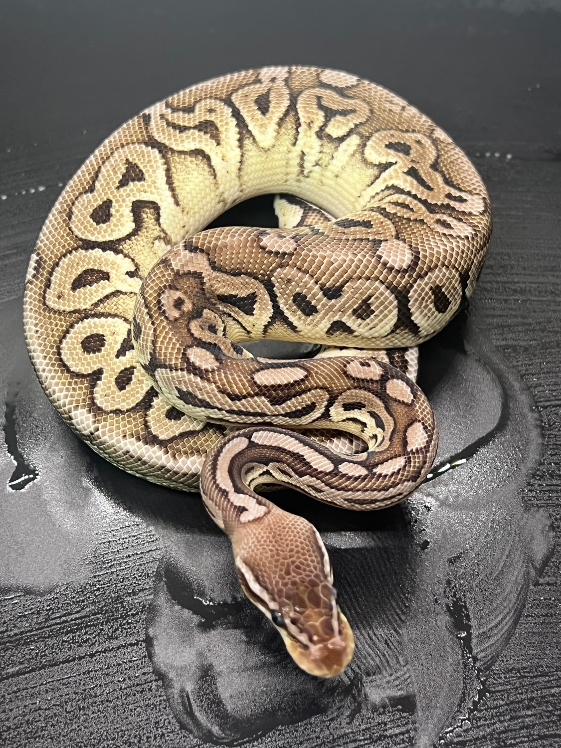 Pewter Vpi Axanthic Ball Python by Nocturnal Obsession Exotics