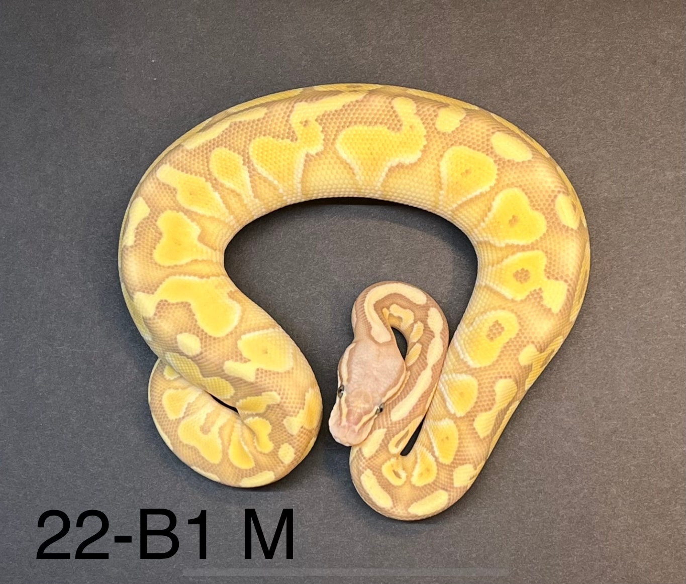 Banana Lesser Pastel Ball Python by No Drama Llama Pet Shop MorphMarket