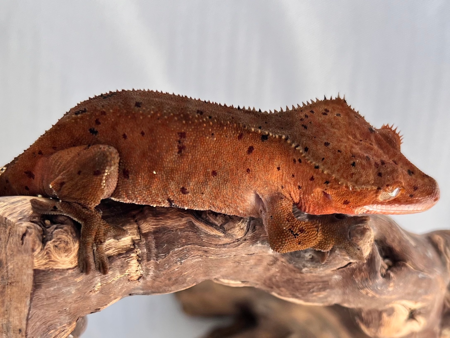 Female Confetti Dalmatian From Fringemorphs Crested Gecko by 2 Girls