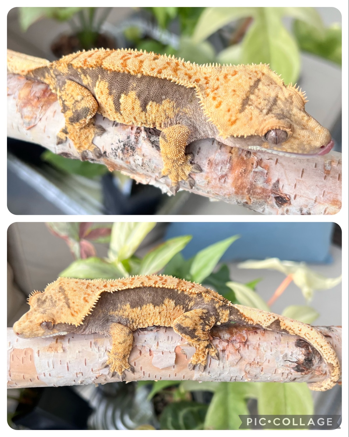 Female Crested Gecko by 2 Girls Geckos MorphMarket