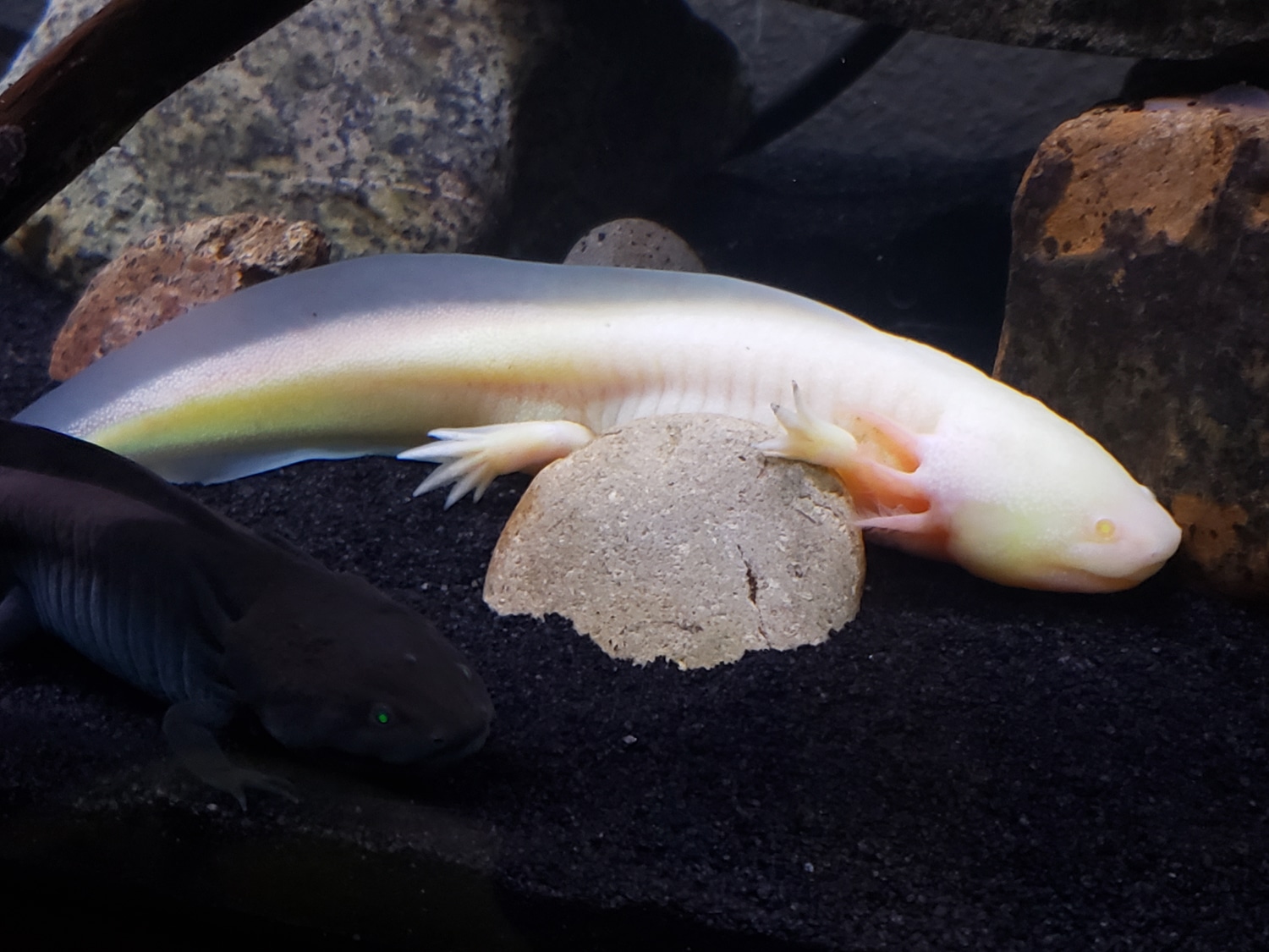 White Albino Axolotl by ARK Axolotls MorphMarket