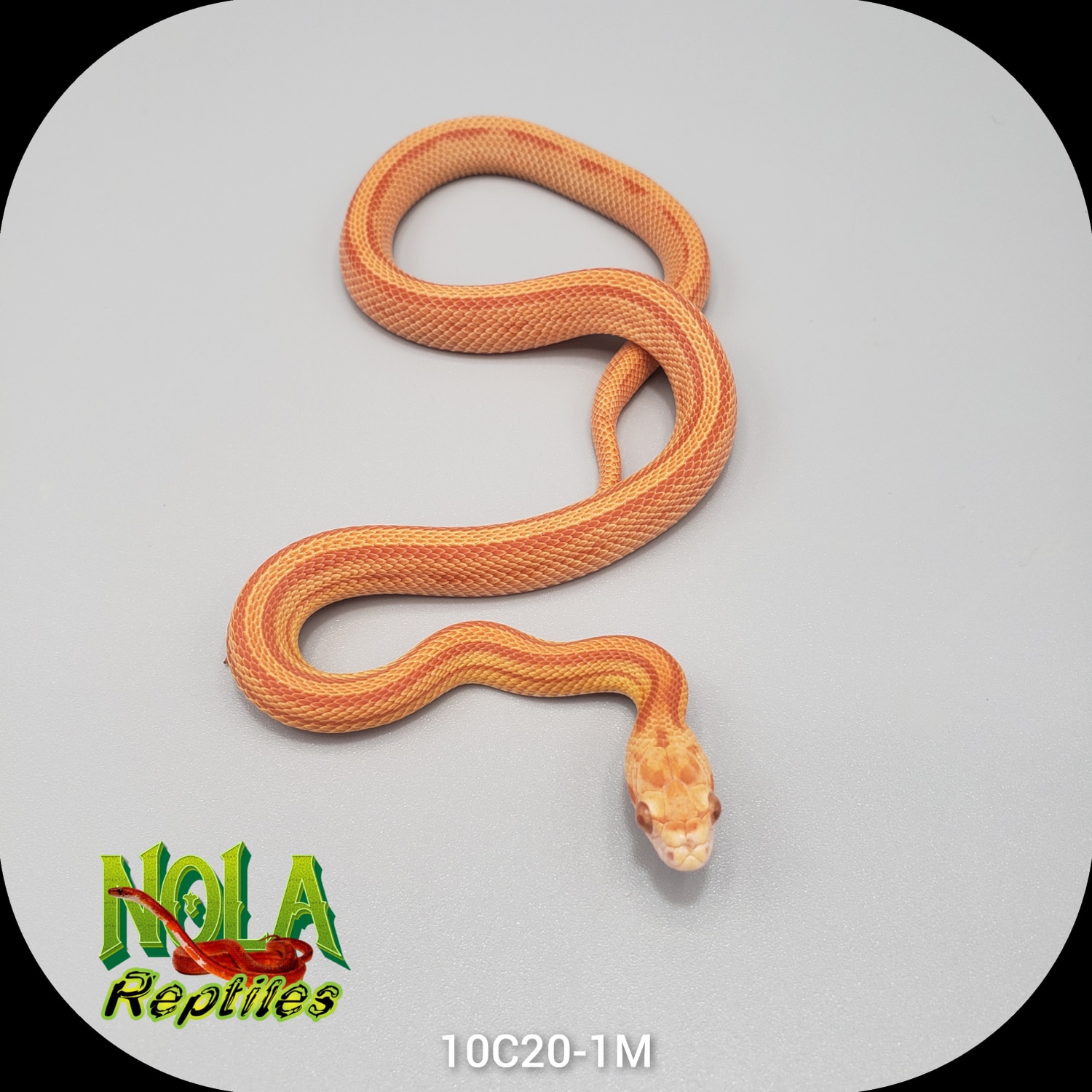 Amel Stripe 66% Ph Lavender Corn Snake by NOLA Reptiles - MorphMarket