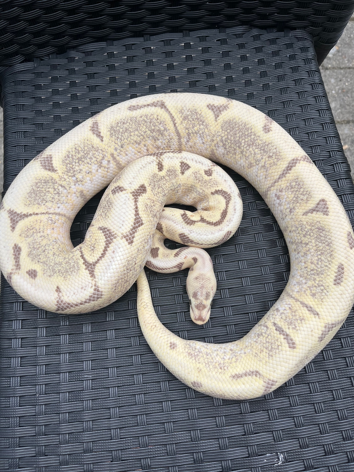 Desert Ghost Enchi Fire Spider Ball Python by No Limits of Ball pythons ...