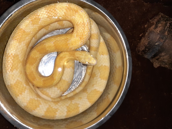 View of Sulfur Corn Snake by Nomster's Home For Animals