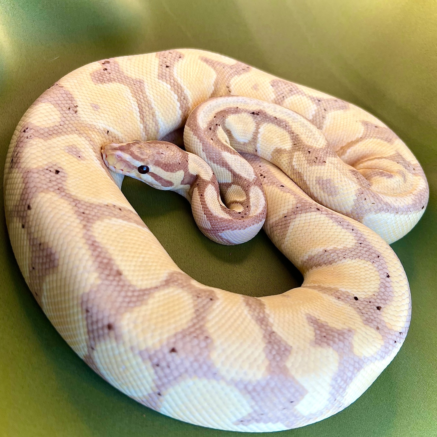 *853g* Banana Het Clown Pos OD Ball Python by Noodle Ball Pythons