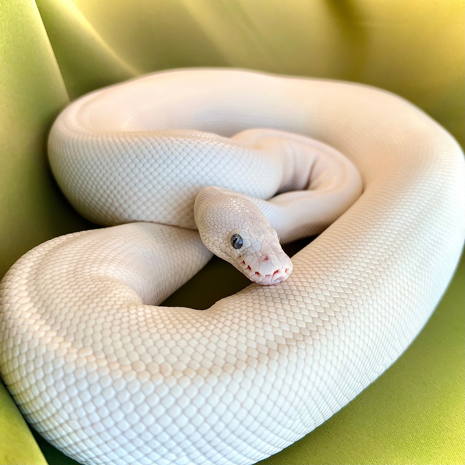 *2218g* Bamboo Lesser Pastel Ball Python by Noodle Ball Pythons ...
