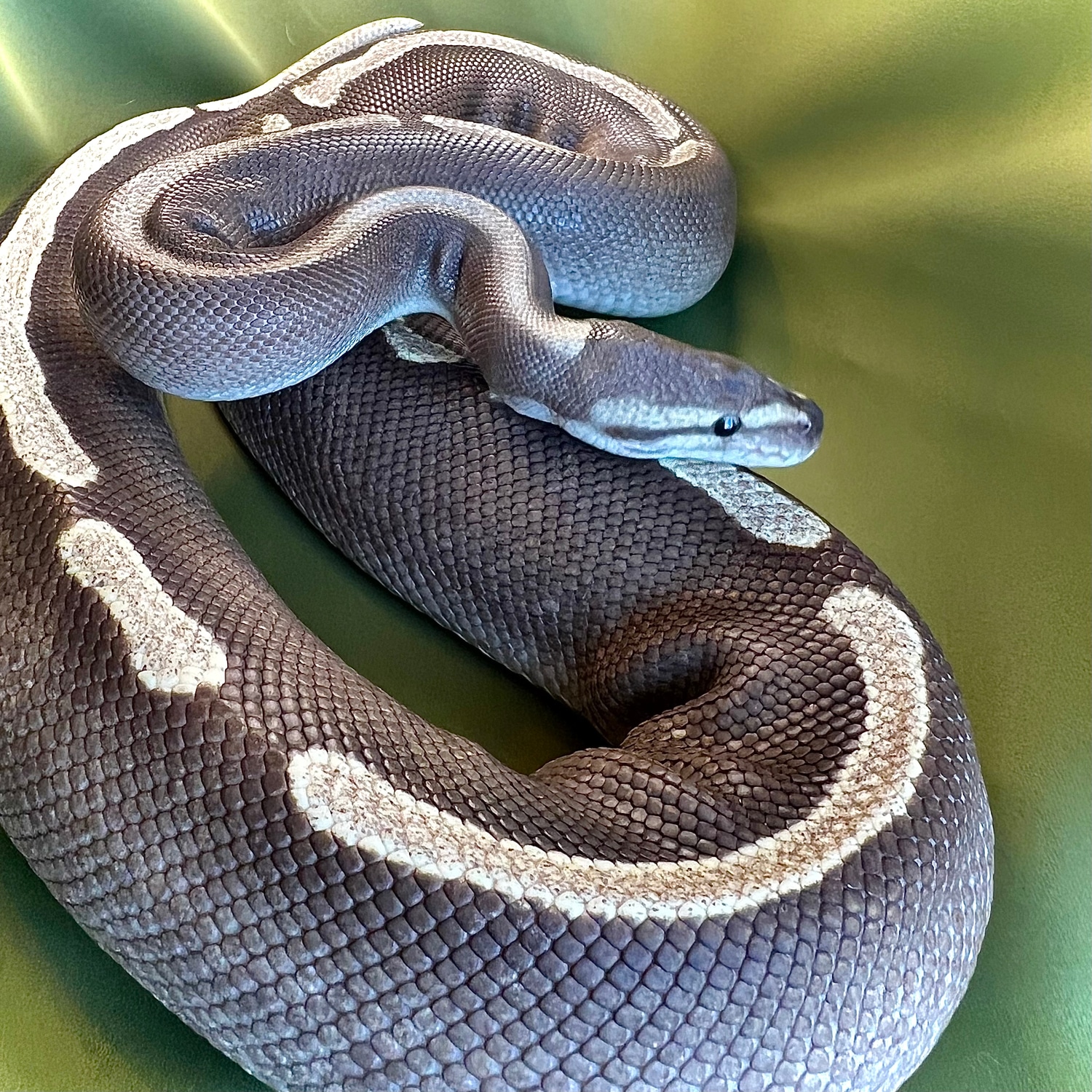 *2159g* GHI Mojave Poss Het Clown Ball Python by Noodle Ball Pythons ...