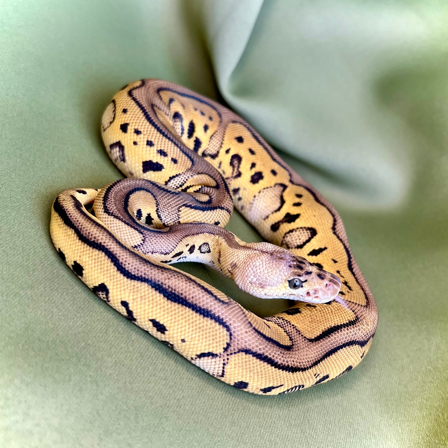 *210g* Pastel Leopard Clown Ball Python by Noodle Ball Pythons ...