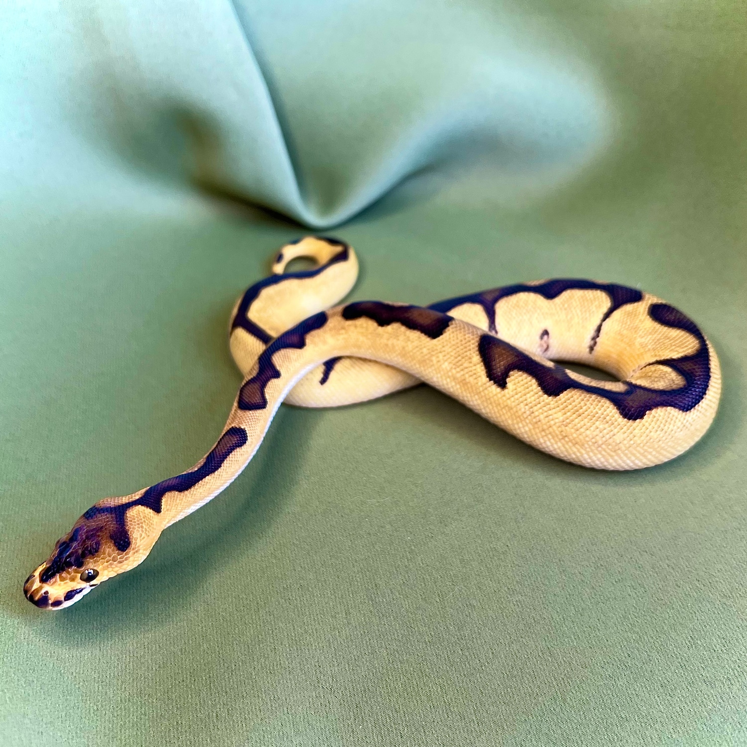 Enchi Clown Ball Python by Noodle Ball Pythons - MorphMarket