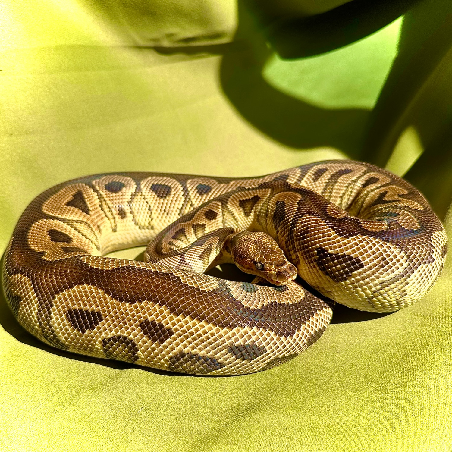 *RTB* Clown Ball Python by Noodle Ball Pythons - MorphMarket
