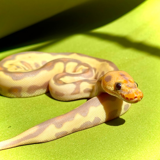Banana Leopard Clown Ball Python by Noodle Ball Pythons
