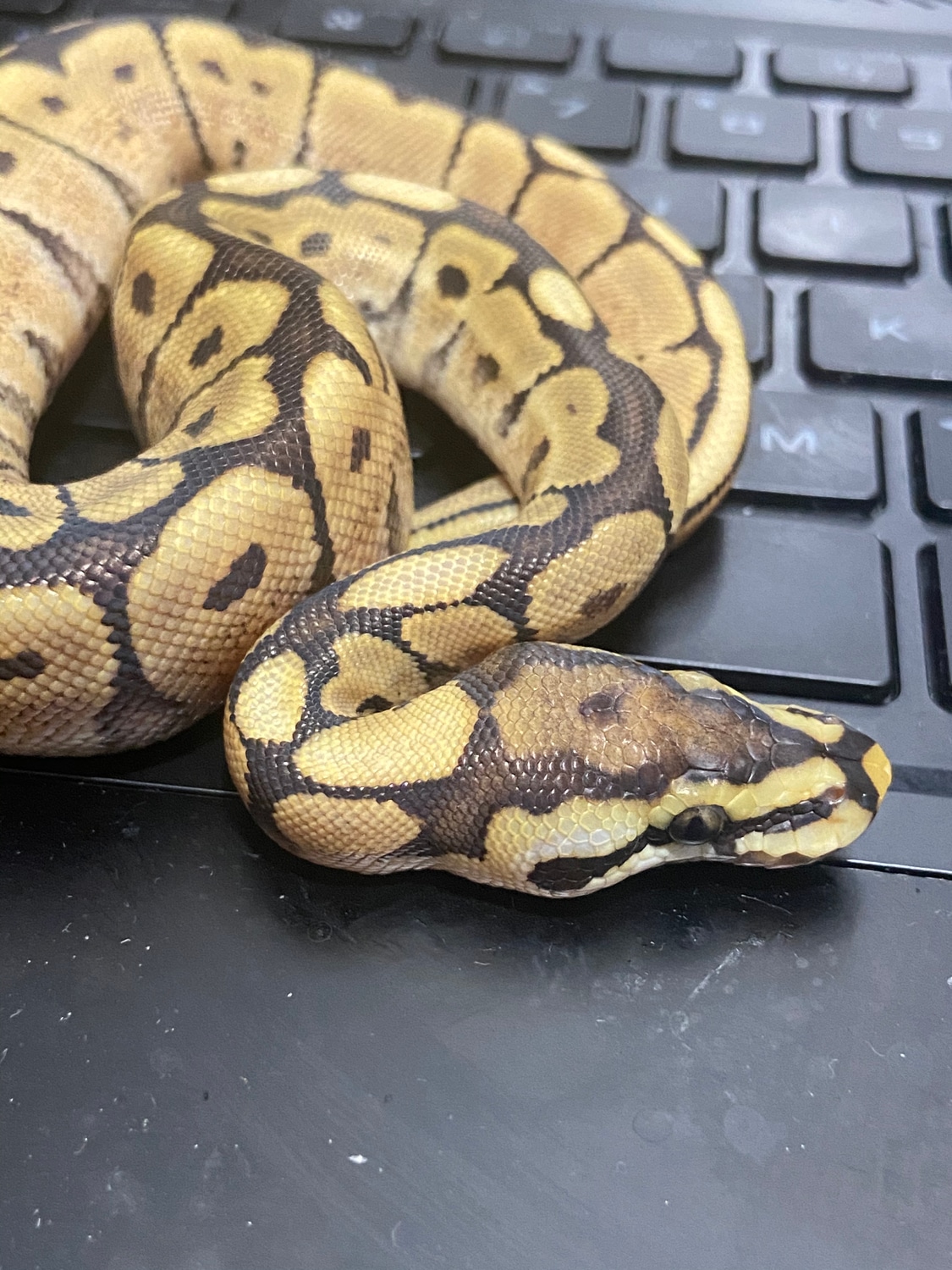 Mojave Spider Ball Python by Jimmy’s party pets - MorphMarket
