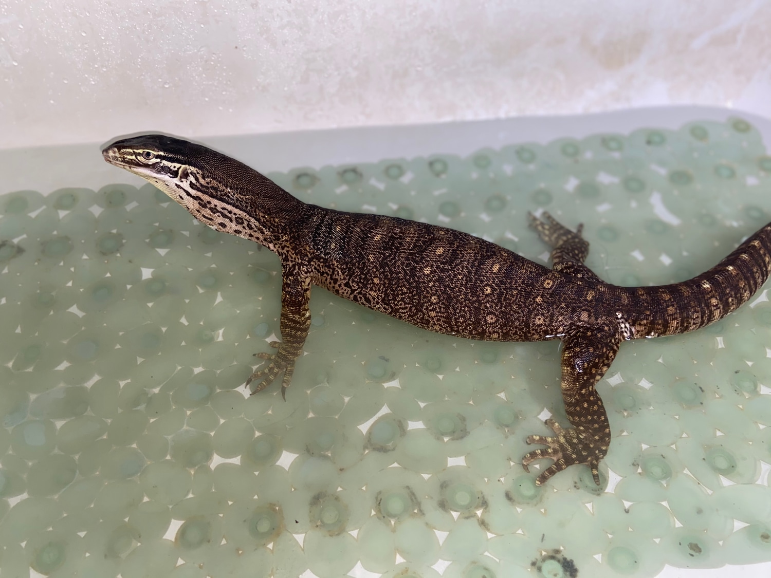 Rescue Female Argus Other Monitor by Jimmy’s party pets MorphMarket